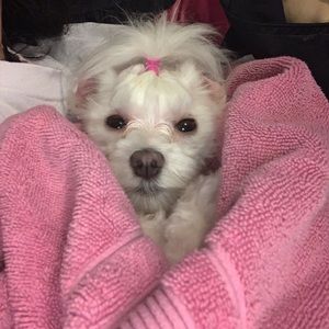 Meet your Posher, Amy